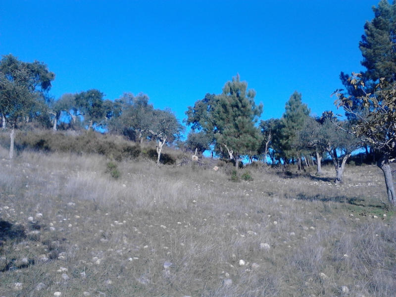 Holly Val Olivenhain.