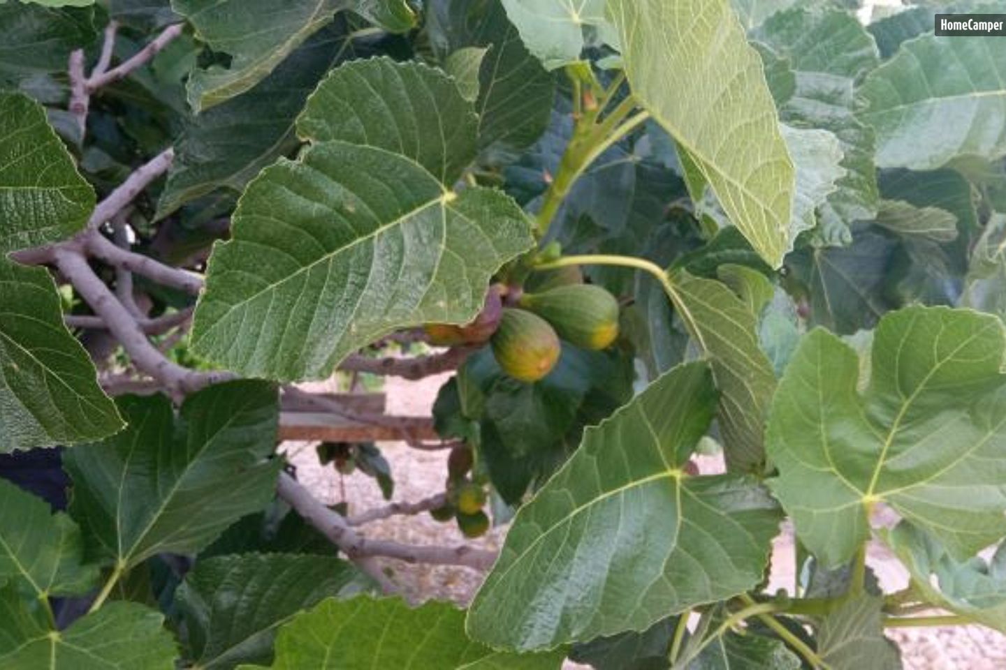 Campspace in August, Alicante