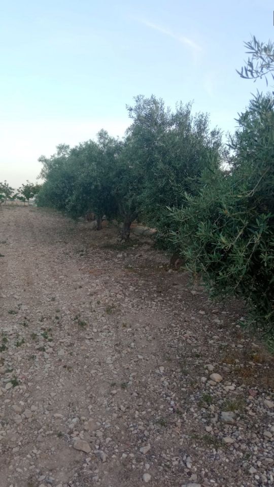 Campspace in August, Alicante