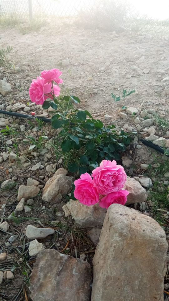 Campspace in August, Alicante
