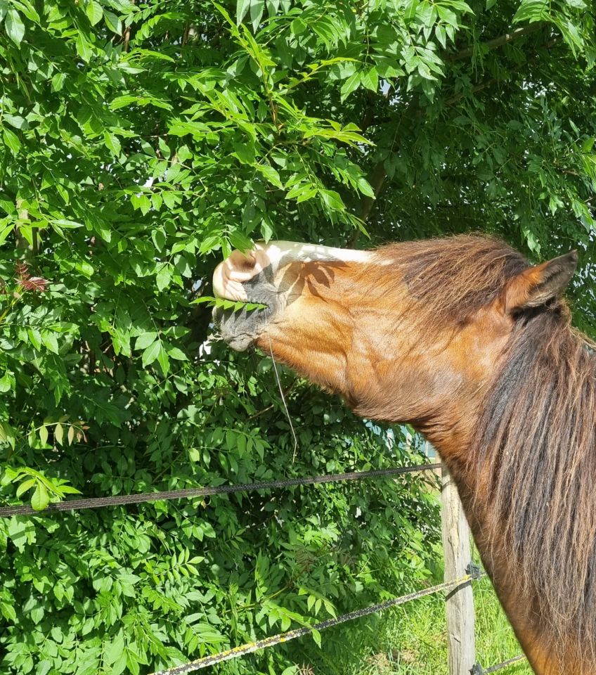 Welcome to Chavenneland! Seen on ponies, nature, chickens...