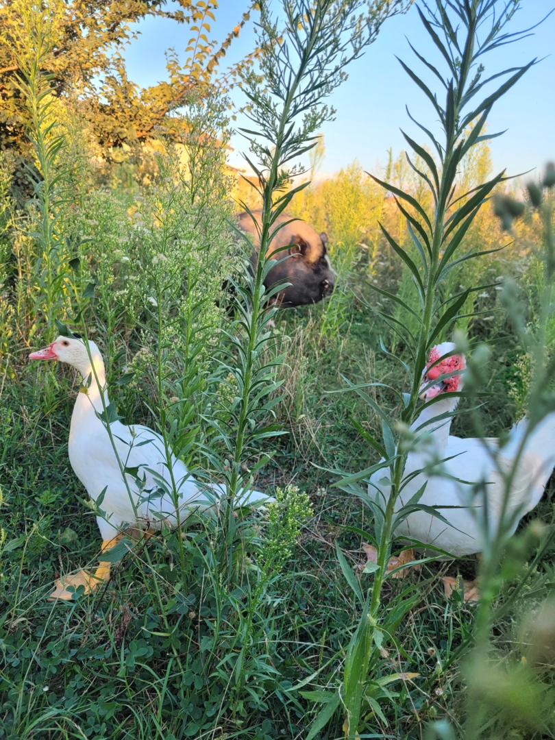 Campspace in St Marcel de Felines, Auvergne-Rhône-Alpes
