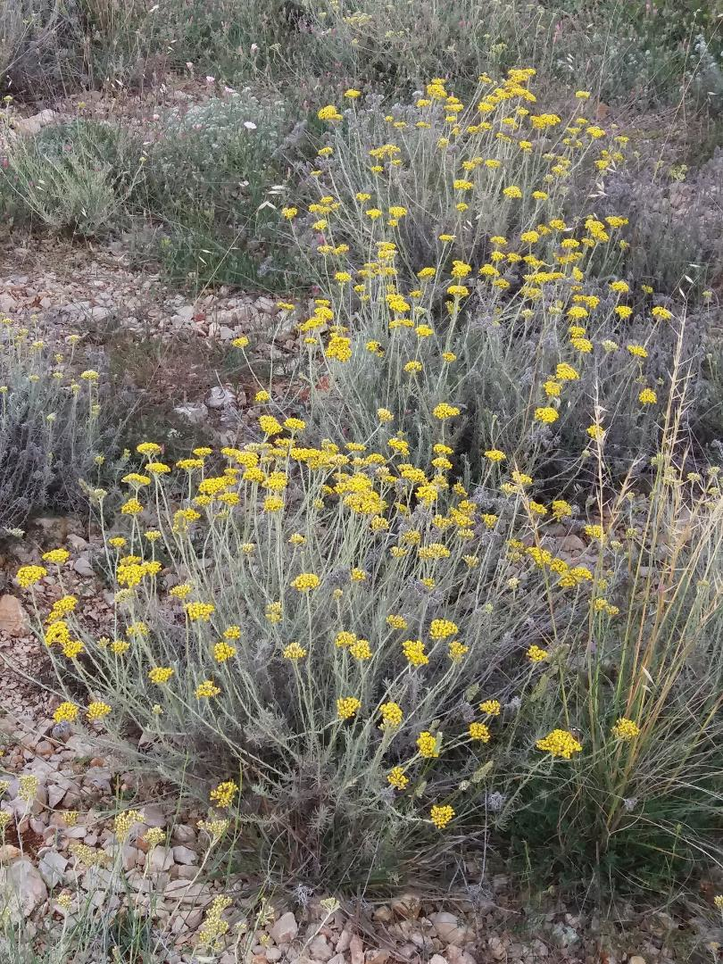 Immortelle - Robinson camp - secluded in nature but close to everything