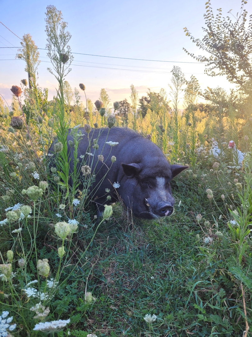 Campspace in St Marcel de Felines, Auvergne-Rhône-Alpes