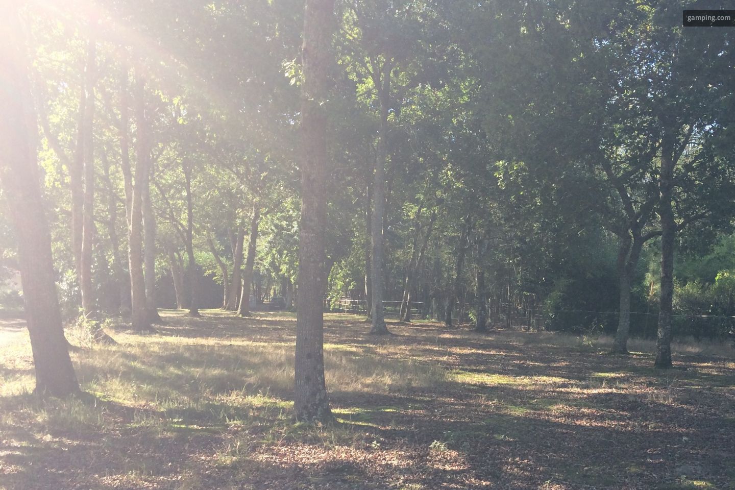 Pitches in the shade of oak trees with toilets available