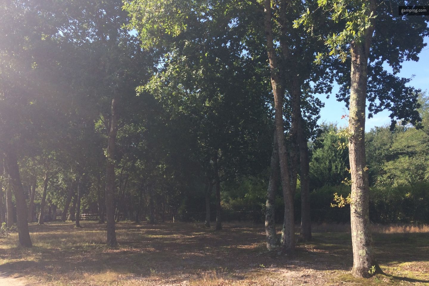 Pitches in the shade of oak trees with toilets available