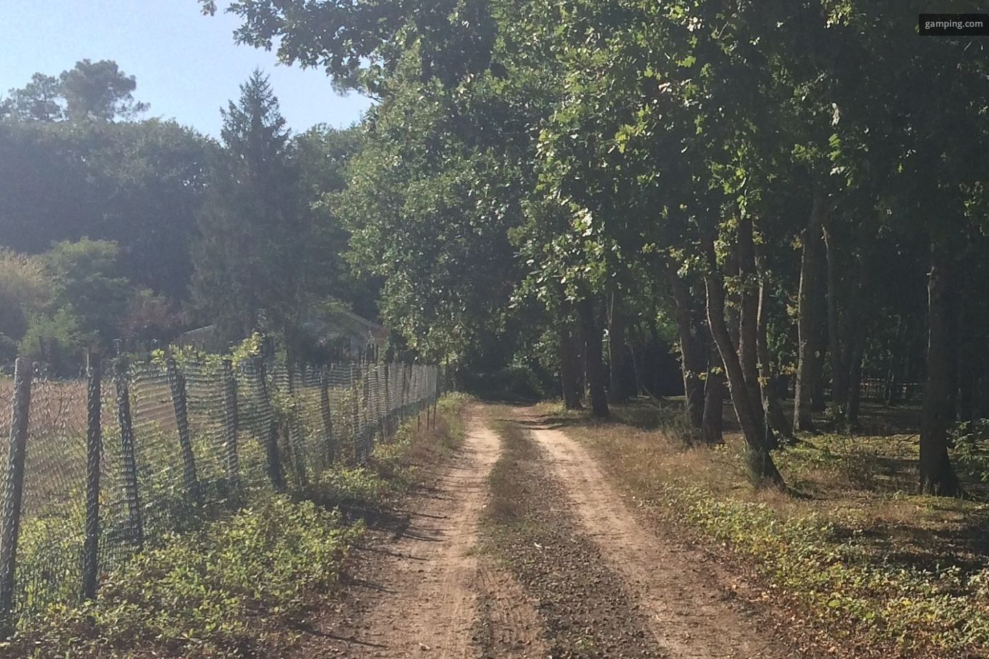 Pitches in the shade of oak trees with toilets available