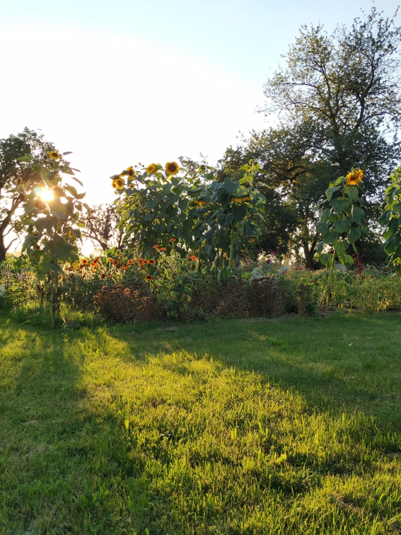 Campspace in Sattledt, Upper Austria