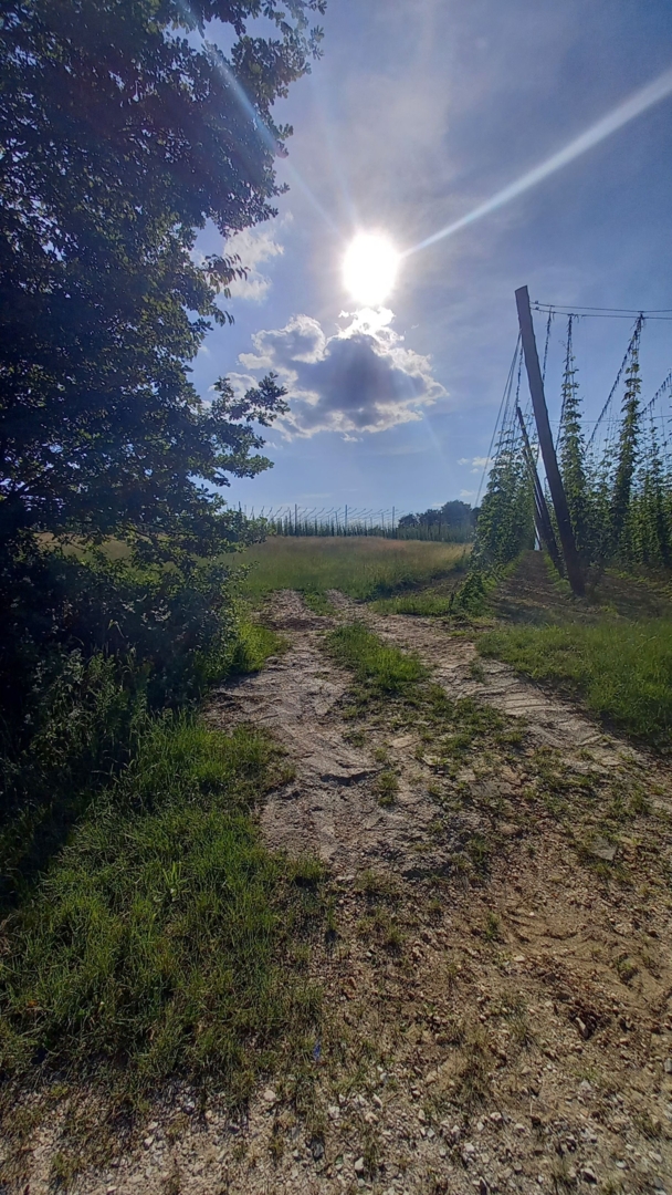 In the middle of the Hallertau
