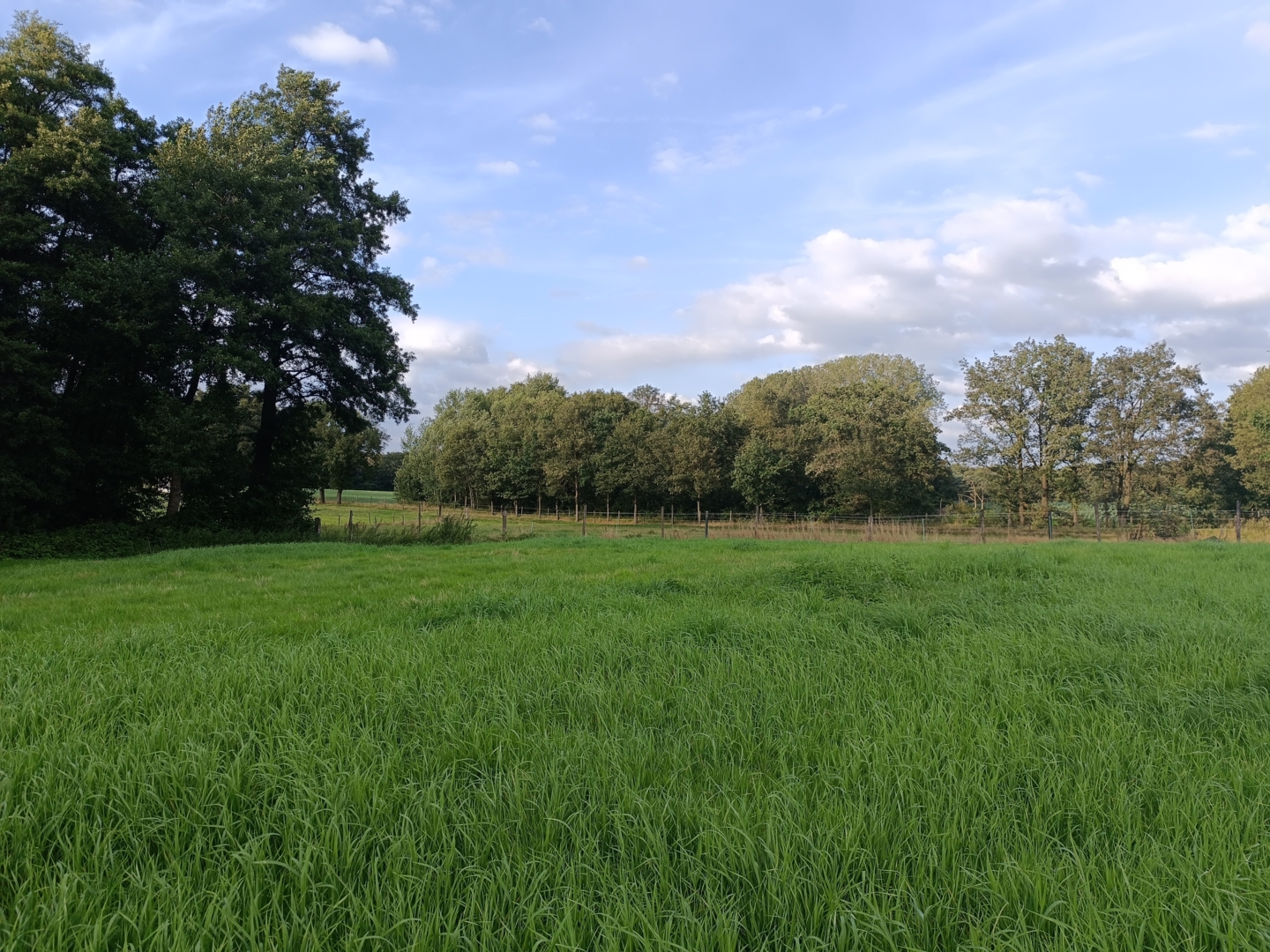 Campspace in Gruitrode, Limburg