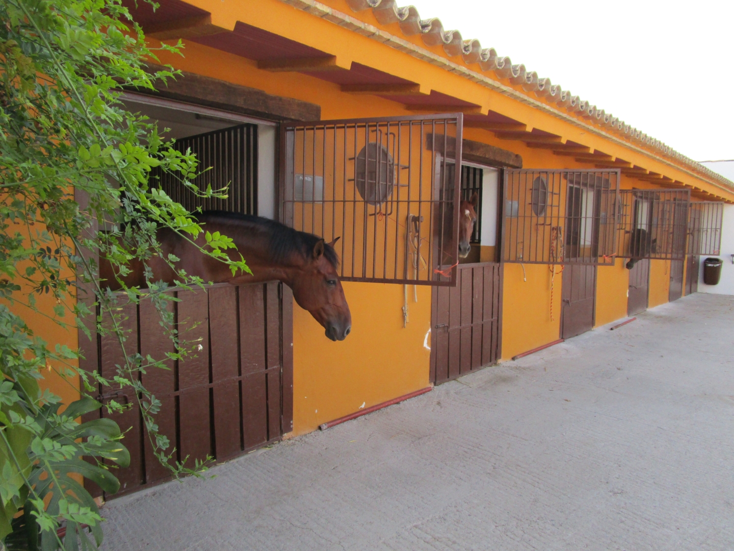 Campspace in Moron de la Frontera, Andalusia