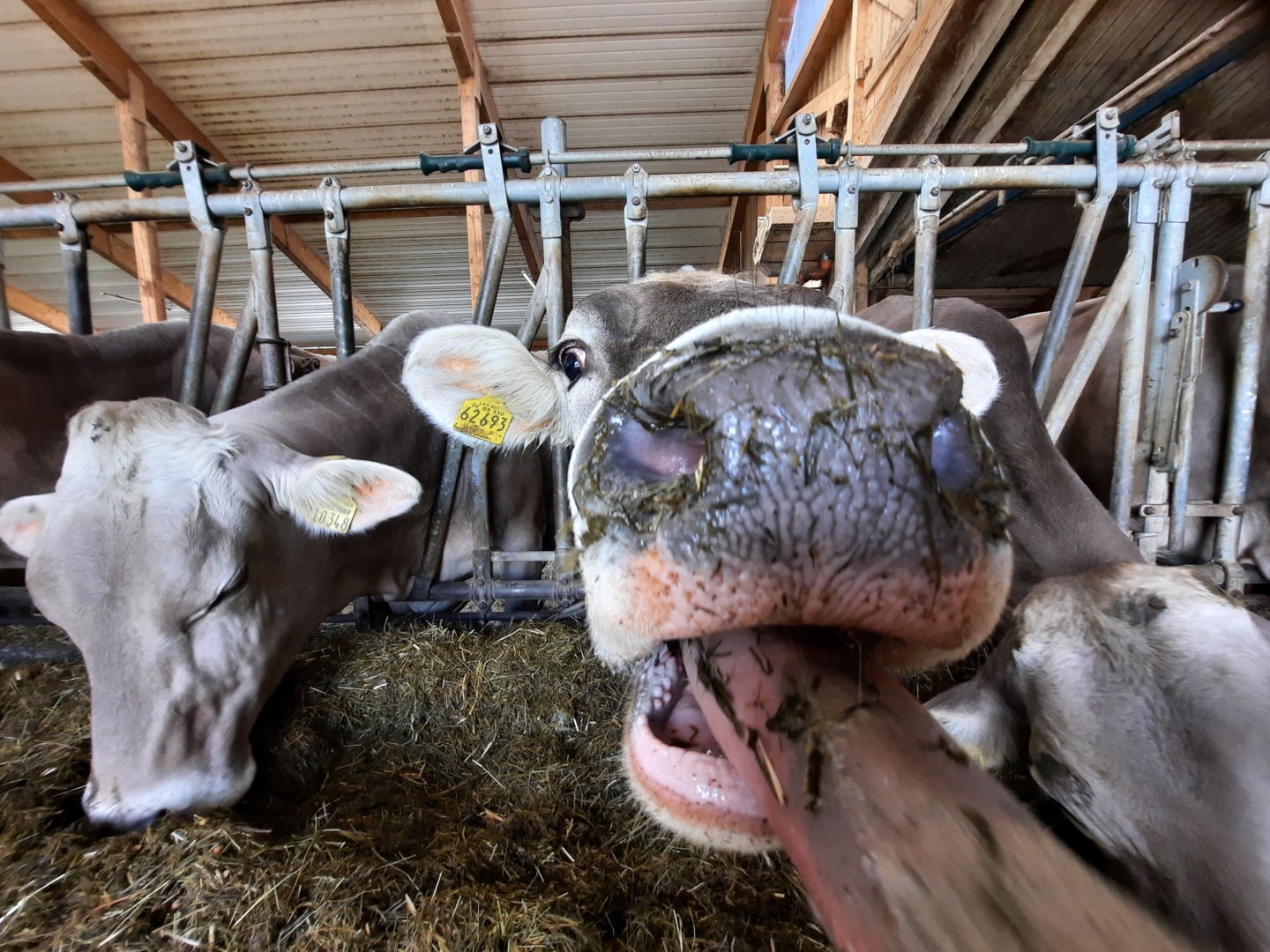 Farm camping in the Allgäu