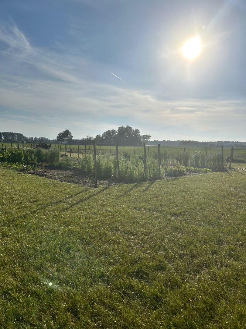 Without Speed Picking Field in Knesselare, East Flanders
