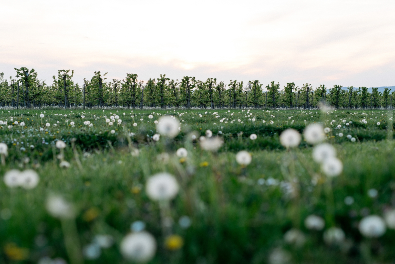 Camping / parking space on the winery with a view of the Rhine