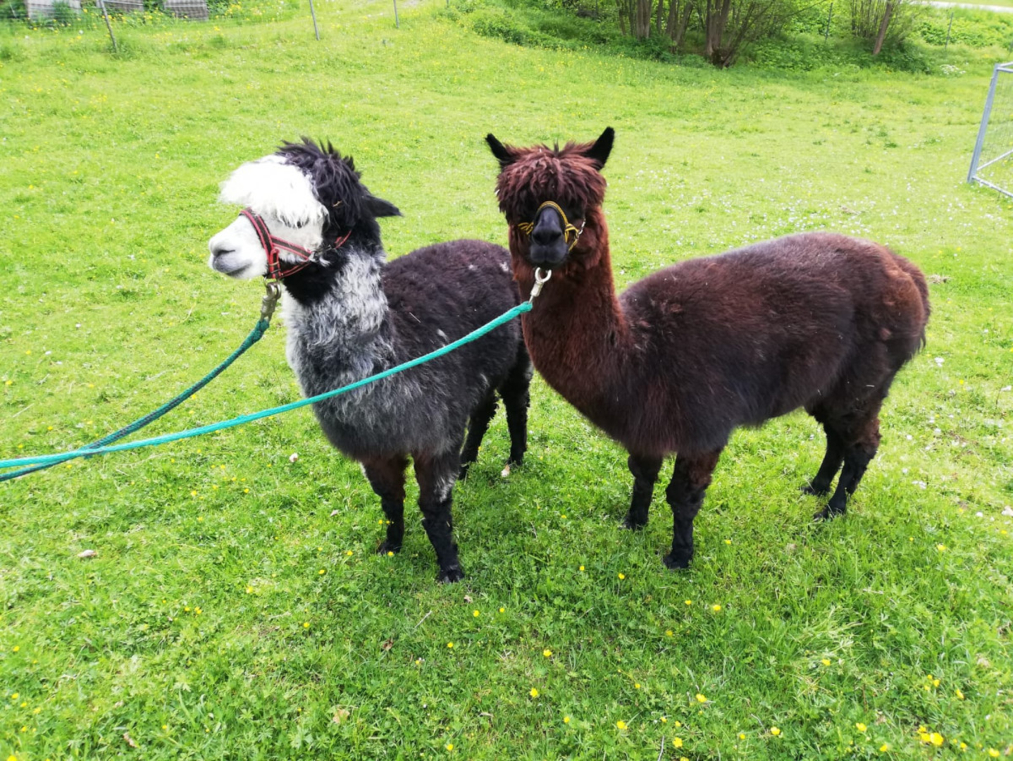 Small mountain farm in the Bavarian Forest ∞ Campercontact