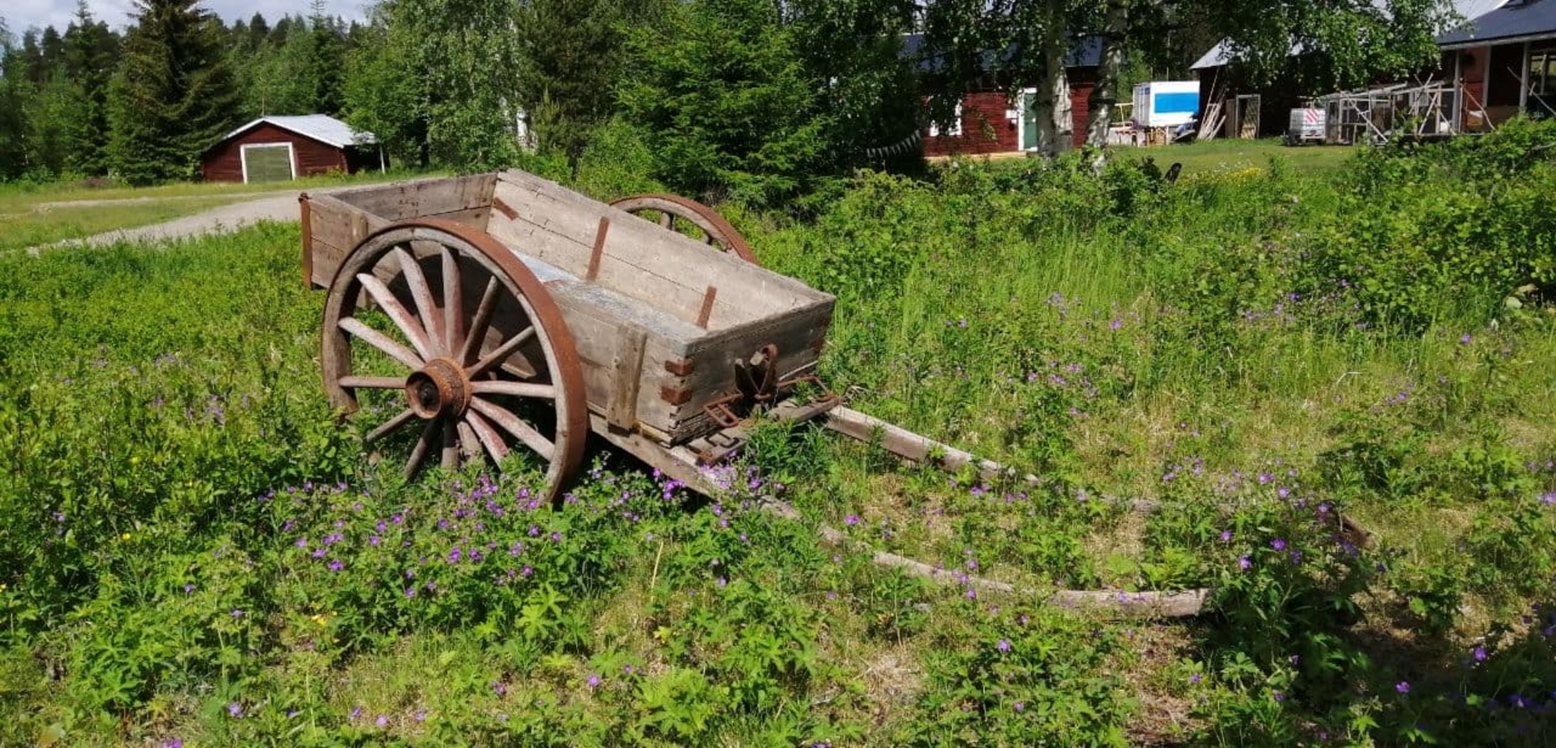Peace in the northern Swedish forests