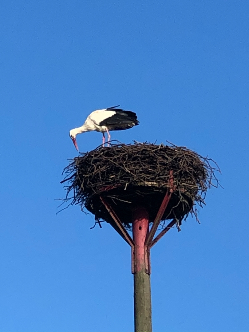 Sleeping under the stork's nest