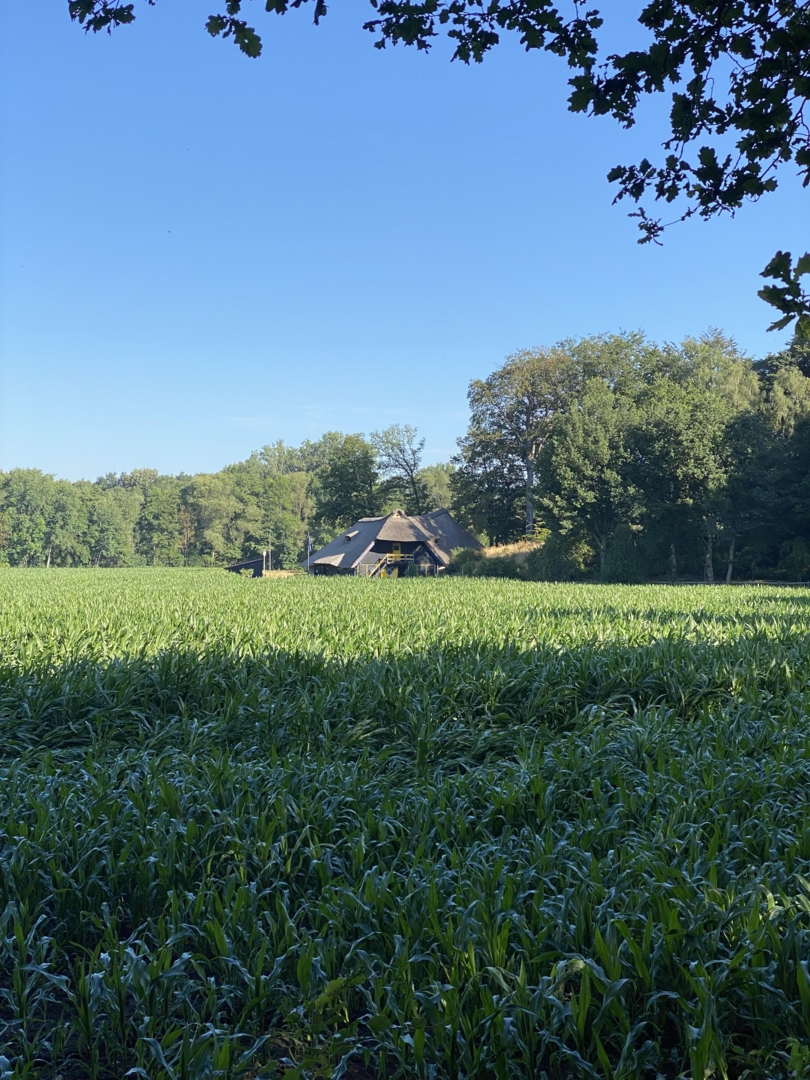 Stall Hohenheide - Hesselidylle