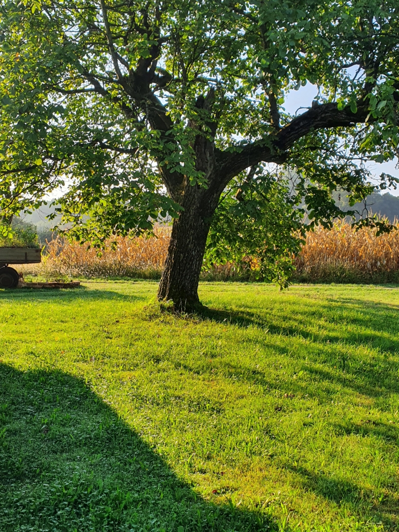 Camping at the idyllic Hadermannhof