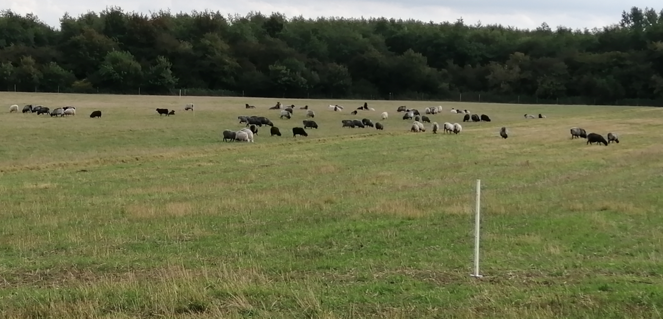 Hyrdeskolen (The Shepherding School)