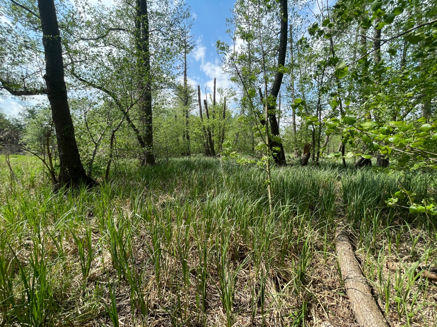 Close to nature at Jubelitzsee Potsdam