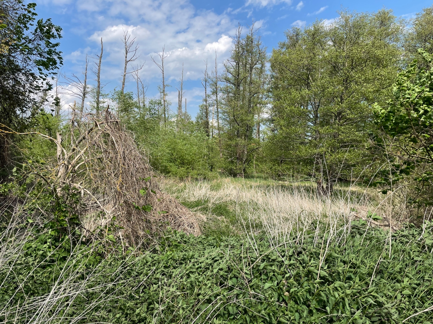 Close to nature at Jubelitzsee Potsdam