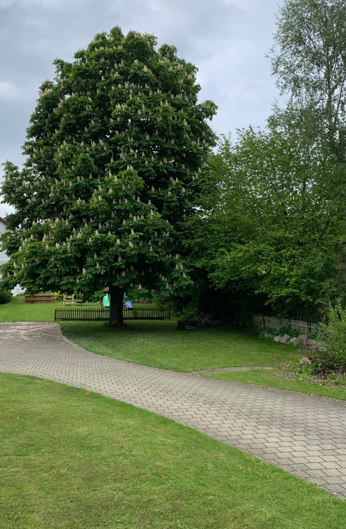 Under the chestnut tree