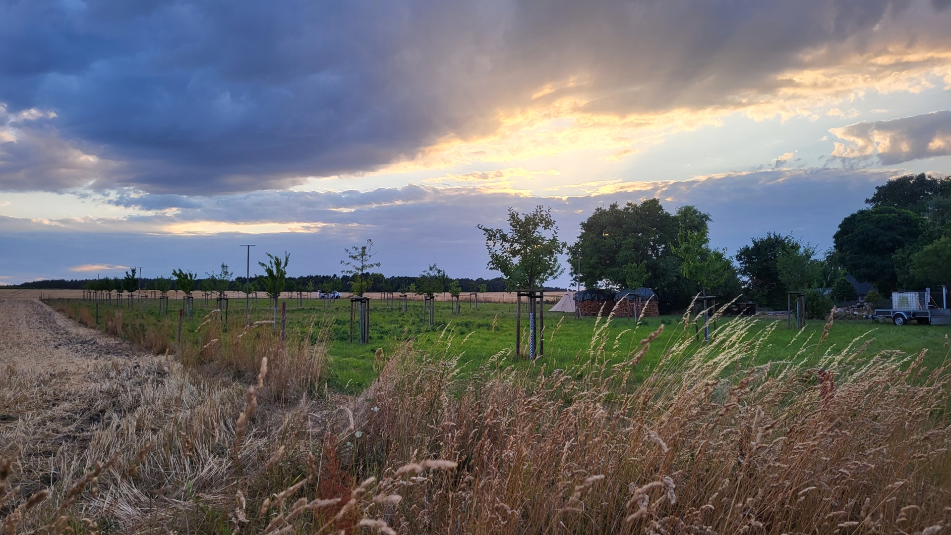 Where the rooster crows...orchard meadow idyll