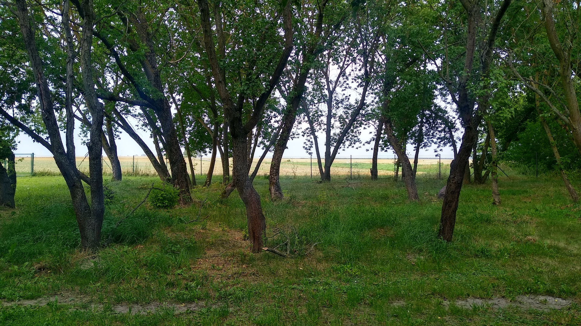 Eckhof in Fläming - meadow camping with plenty of space