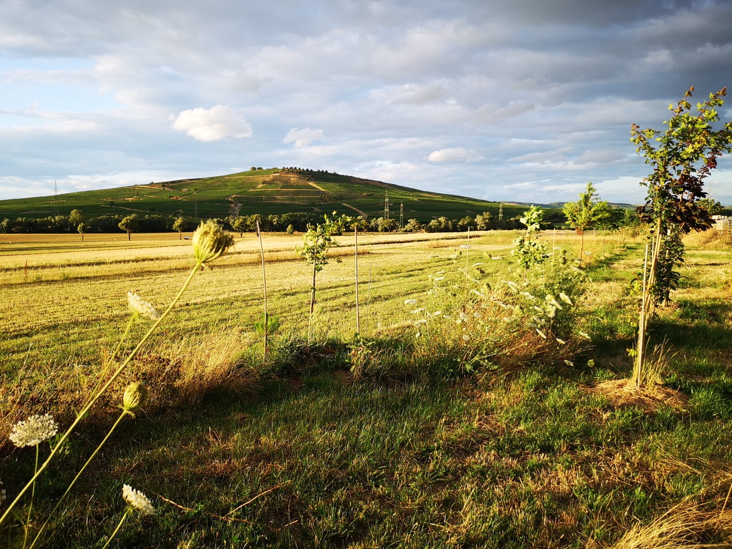 Meadow with a view of paradise