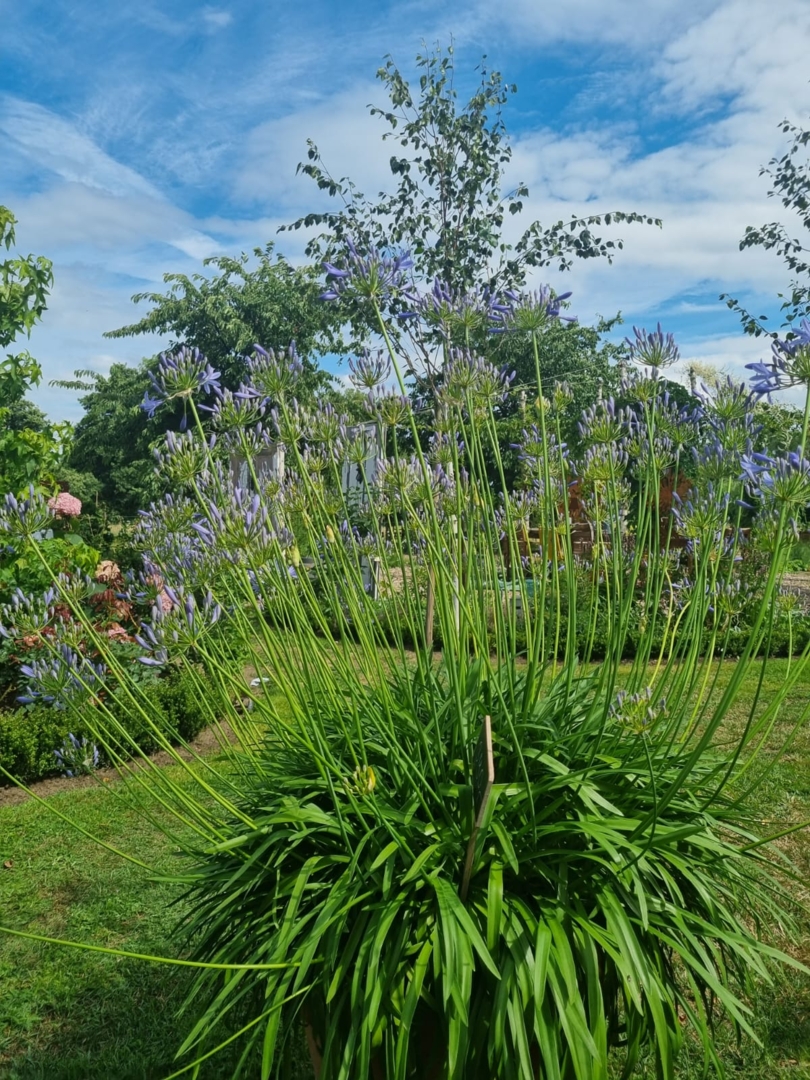 Garden and more