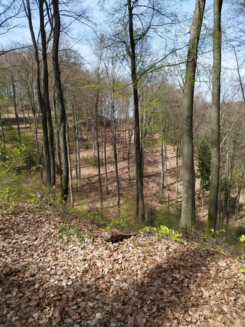 Quietly located pitches in the Palatinate Forest.