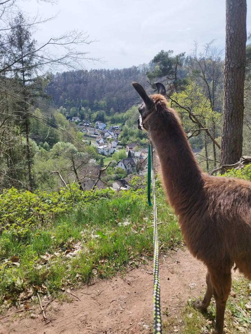 Quietly located pitches in the Palatinate Forest.