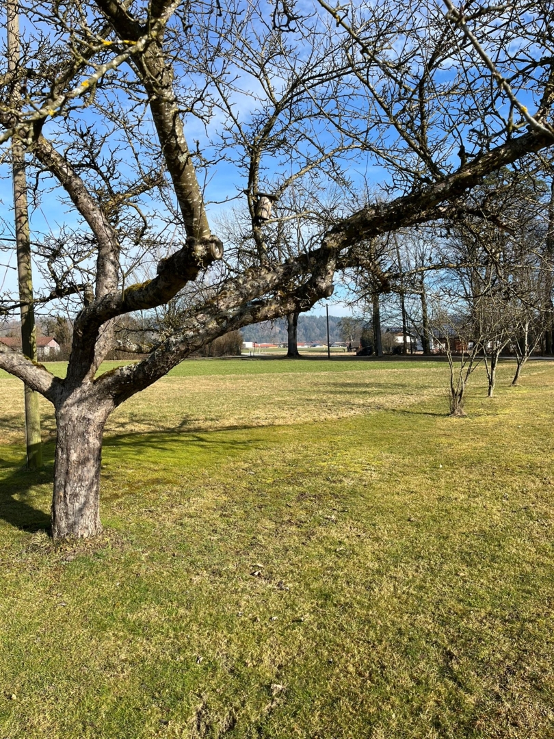 Parking space under fruit trees in a rural location