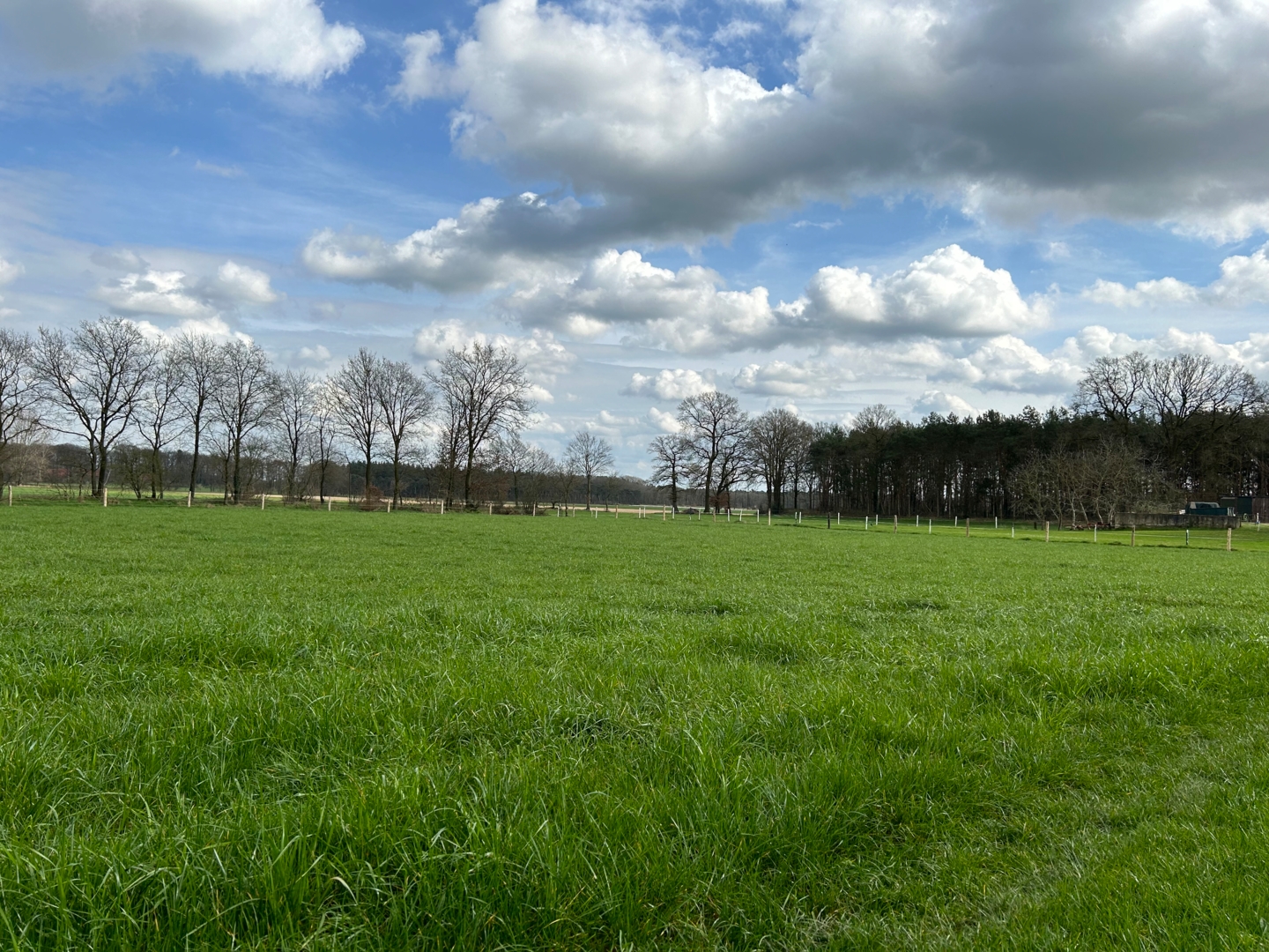 Meadow in the green Westmünsterland