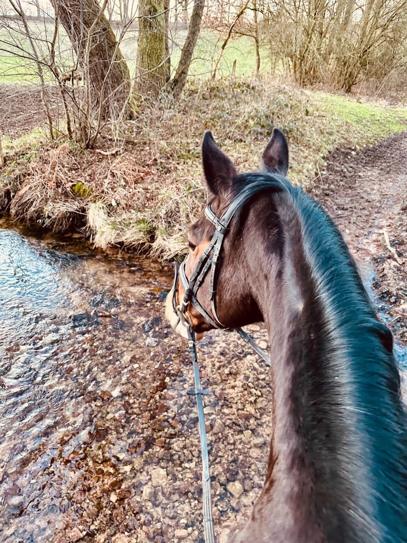 riding stable in Hofgeismar, Hesse