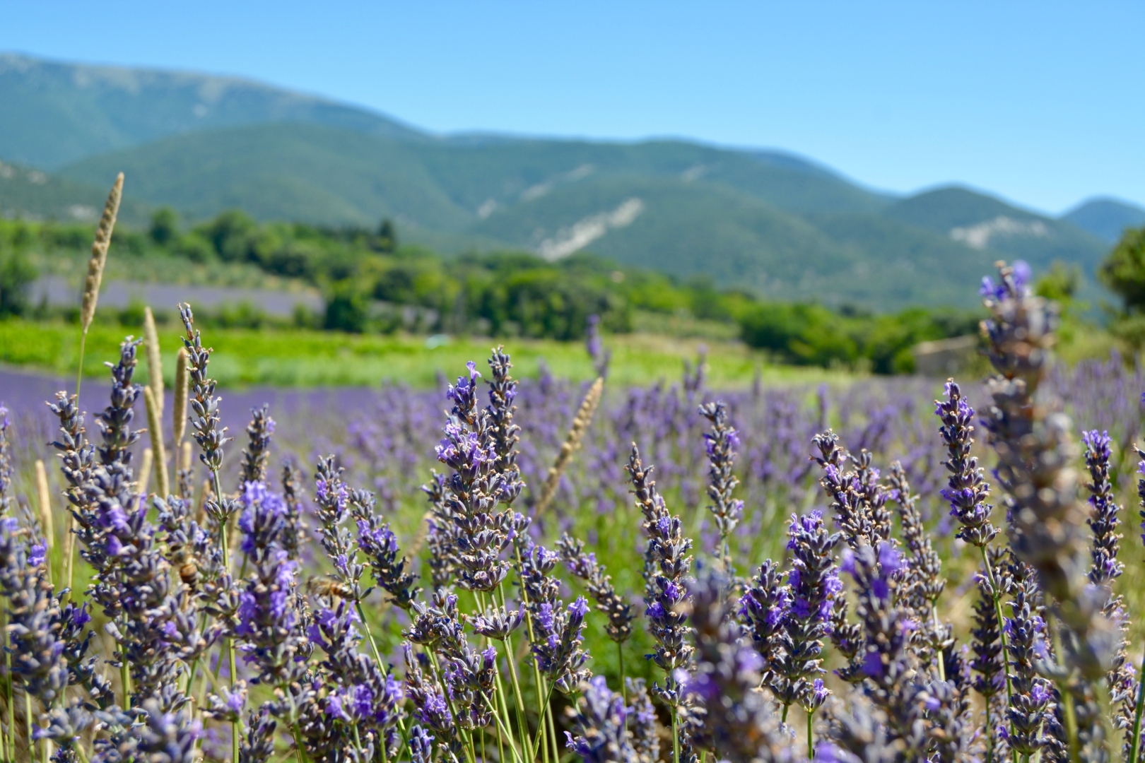 Campspace in MONTBRISON-SUR-LEZ, Auvergne-Rhône-Alpes