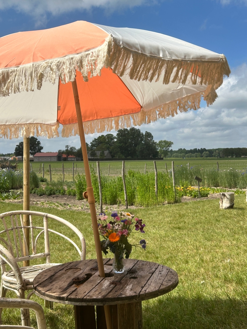 Without Speed Picking Field in Knesselare, East Flanders