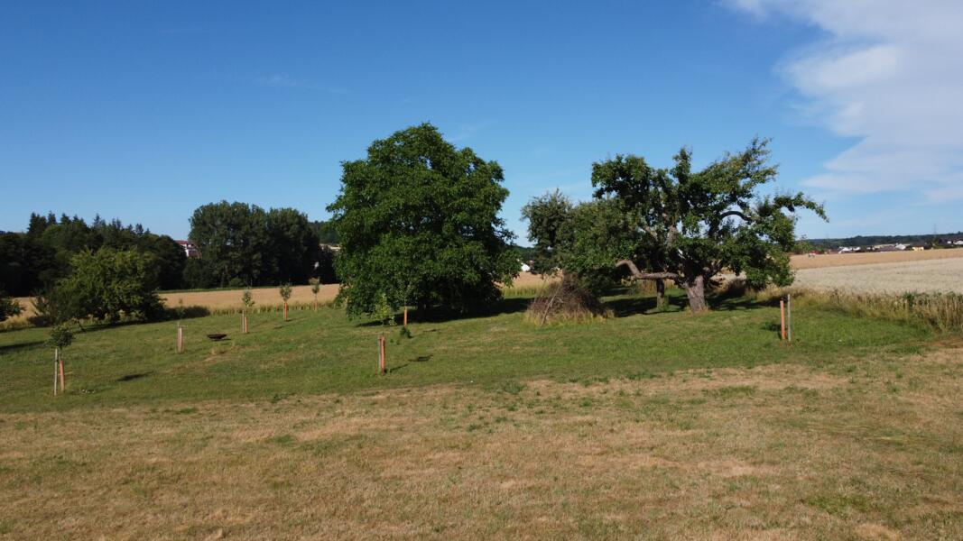 Steru boomgaard afbeelding