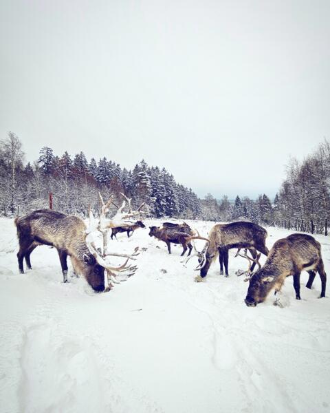 Campspace in Holzminden, Nedersaksen afbeelding 1
