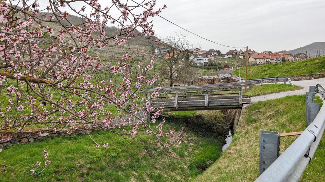 Aprikosengarten in Weißenkirchen in der Wachau, Niederösterreich
