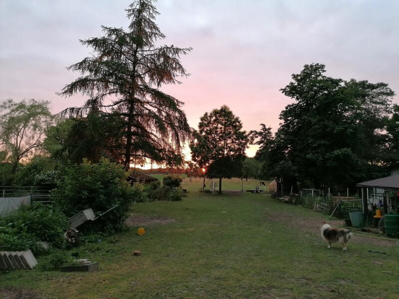 Desi's Ark aan de rand van het bos in Hechthausen, Nedersaksen