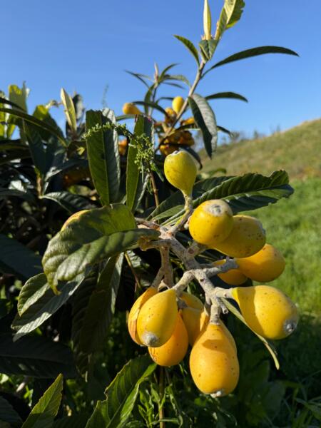 Zee- en berggerichte kampeerplaats tussen Odeceixe en São Teotónio