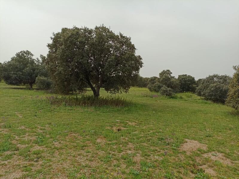 Kampeerplaats in menasalbas, Castilla-La Mancha afbeelding