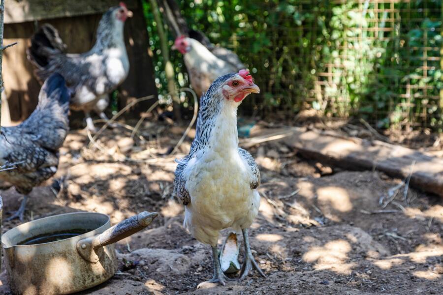 Familieboerderijcamping in de buurt van Sarlat