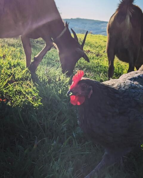 Kampeerplek in Anseriz, Coimbra