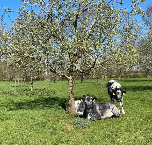 Kamperen in de boomgaard, tussen prachtinge landerijen.