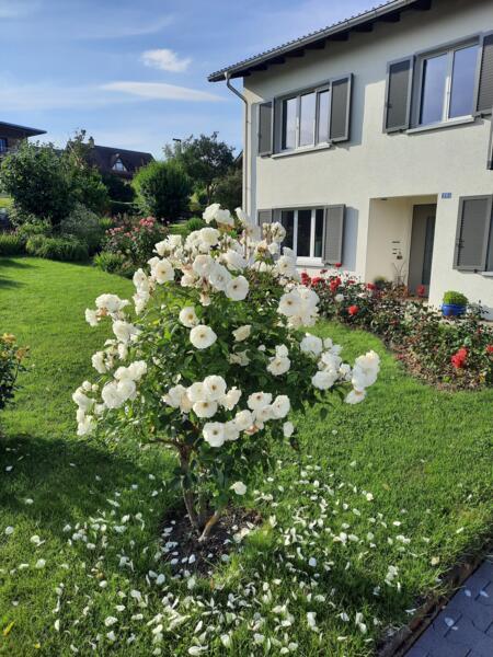 Camping onder een oude grote appelboom bij 