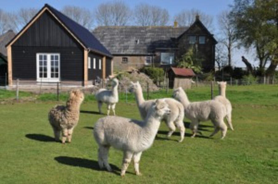 Alpaca IJsseldelta Logies afbeelding