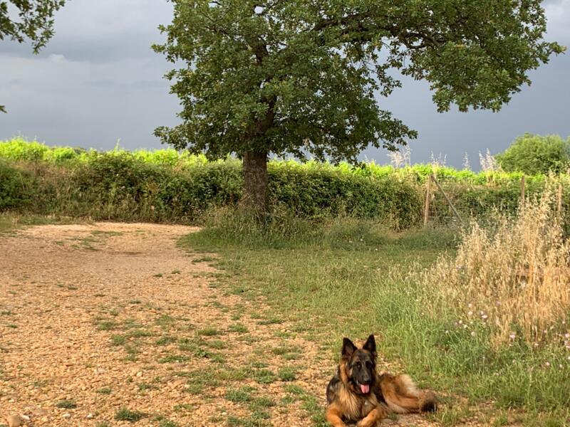Kampeerplaats in St Marcel d'Ardeche, Auvergne-Rhône-Alpes afbeelding